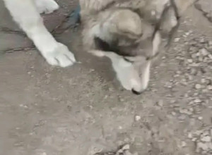 Всем здравствуйте. Пропала со?...