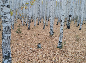 Осень 🍂🍁🍃🍂...