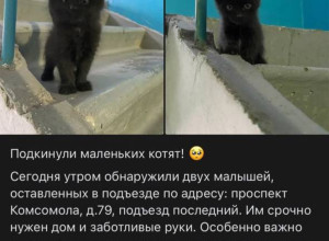срочно ищем дом малышам 
если ?...
