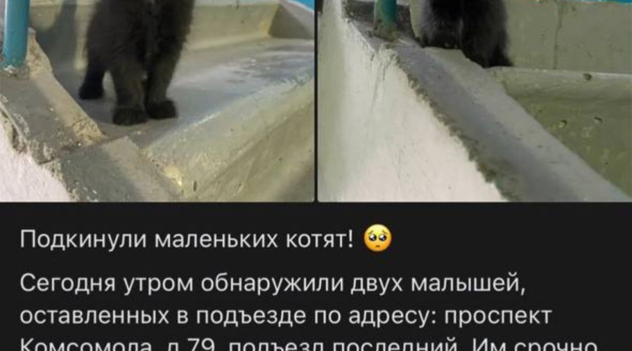 срочно ищем дом малышам 
если ?...