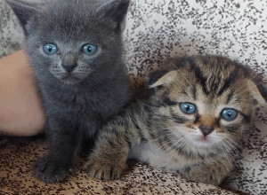 Отдадим котят. Вислоухий маль?...