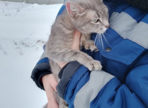 Живую кошку нашли в мусорном к...