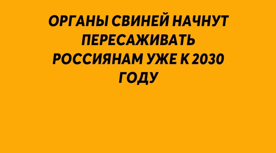 ⚡️ Органы СВИНЕЙ начнут пере?...