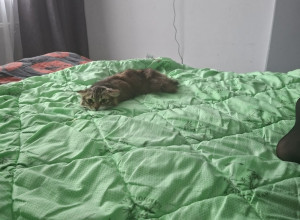 От подписчика:

Потерялась кош...