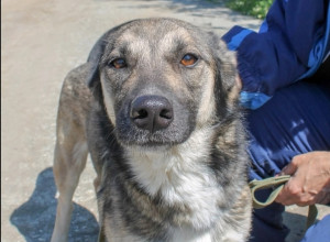 🐕 Боня — добрая и ориентиров?...