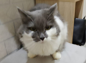 🆘️ Котик Рома попал в трудну?...