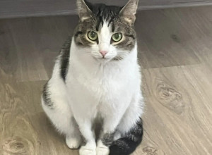 🐈 Кошечка Виски в дар добрым ?...