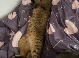 Потерялся кот, в районе улицы ?...