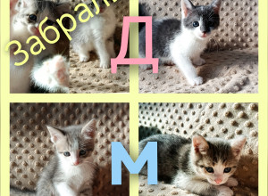 ✨Милые котята ищут дом и любя?...