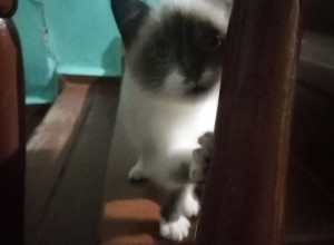 Чья потеряшка, котёнок (кошка) ...