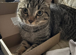 Потеряли кота в районе пятиэт?...