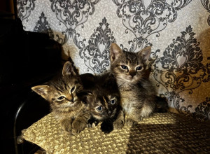 От подписчика:

Котики в поиск?...