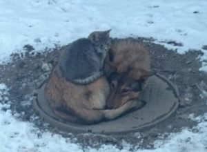 Зимой выжить легче вместе... 
Е?...